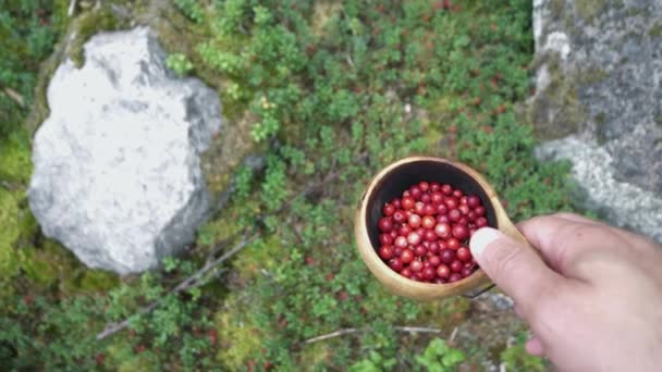 Pov Looking Lingon Berries Handpicked Boreal Forest — Vídeos de Stock
