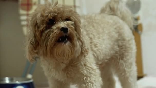 Lindo Perro Marrón Comiendo Contenedor Cachorro Disparado Mascota Casa — Vídeos de Stock