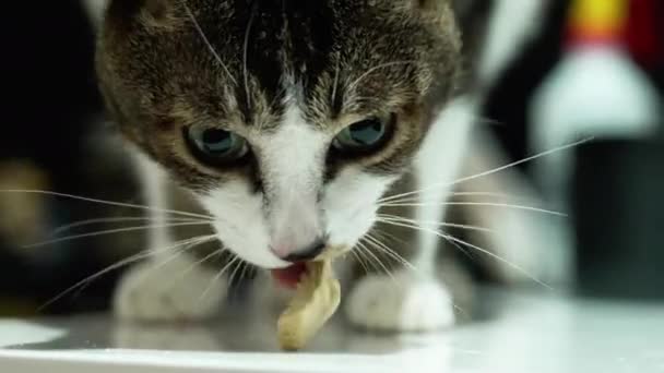 Katt Äter Mat Golvet Voraciöst — Stockvideo