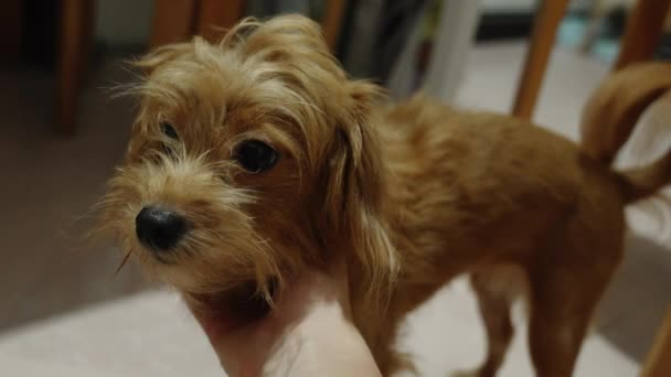 Cachorro Siente Cómodo Siendo Tocado Por Mano Amo Mascota Perro — Vídeos de Stock