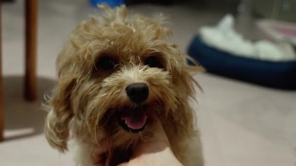 Puppy Siente Cómodo Siendo Tocado Por Mano Amo Concepto Mascota — Vídeos de Stock