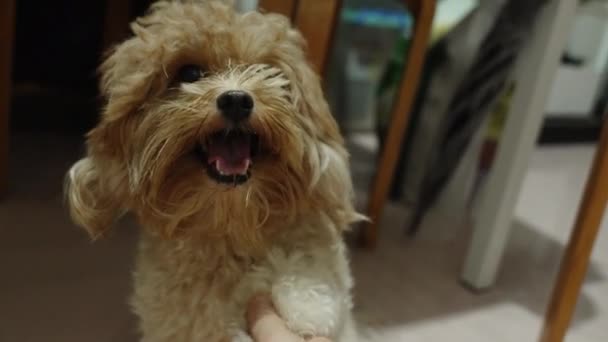 Puppy Siente Cómodo Siendo Tocado Lamiendo Mano Maestra Concepto Mascota — Vídeos de Stock