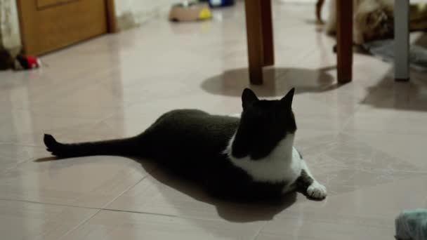 Katt Liggande Golvet Med Hund Bakgrunden — Stockvideo
