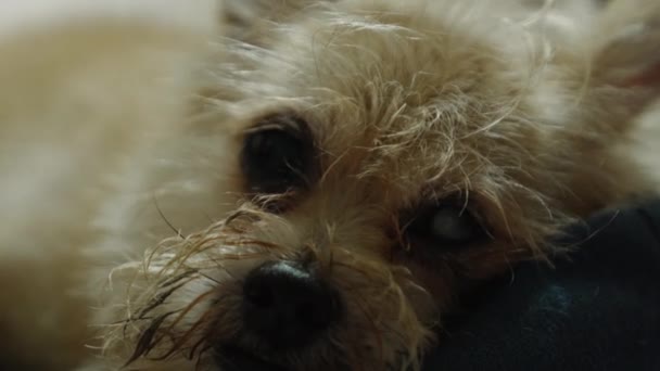 Kleine Hond Liggend Slaperig Kijkend Met Sprankelende Ogen — Stockvideo