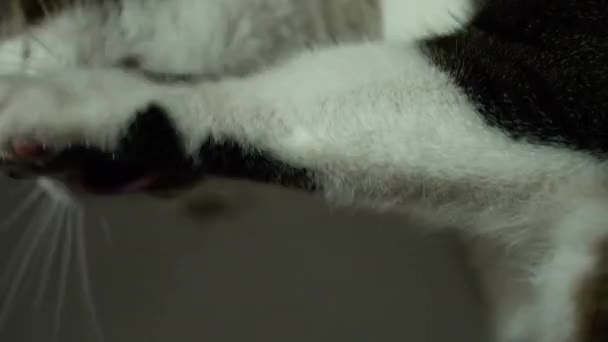 Χαριτωμένο Γάτα Που Γλείφει Πόδι Του — Αρχείο Βίντεο