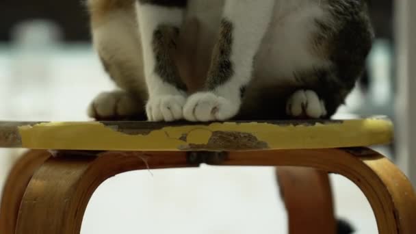 Halvkroppsbild Katt Som Står Trästol Medan Den Rör Svansen — Stockvideo