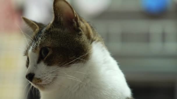 Yerde Sevimli Küçük Kedi Ifadesi Karmaşa — Stok video