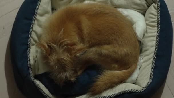 一只棕色的小狗睡在温暖的毛毯上 — 图库视频影像