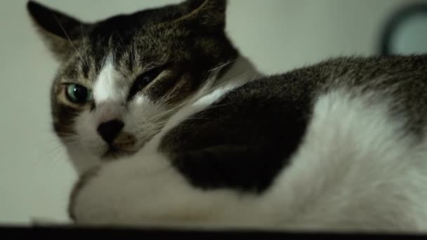 Ładny Mały Kot Podłodze Ekspresja Ostrymi Oczami Patrząc Aparat — Wideo stockowe