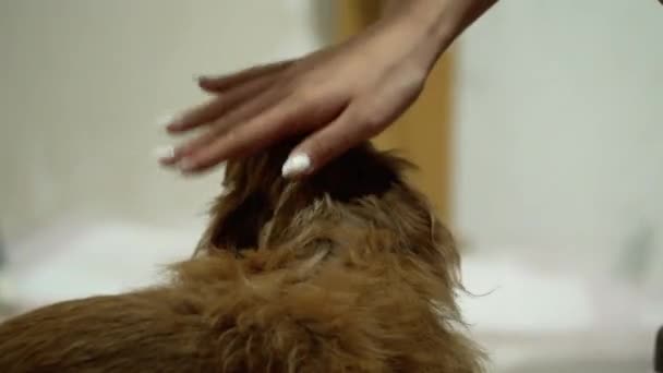 Kahverengi Köpek Sahibinin Eline Dokunulduğunda Kendini Rahat Hisseder Evcil Hayvan — Stok video