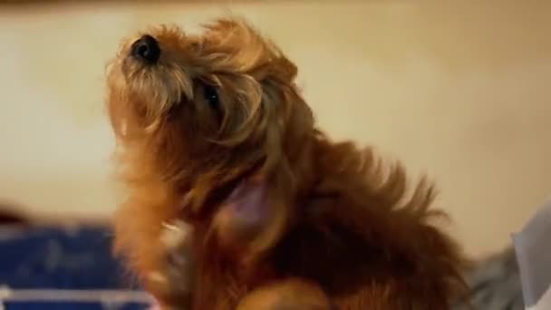 Cachorro Marrom Coçando Seu Corpo Porque Muitas Pulgas Sua Pele — Vídeo de Stock