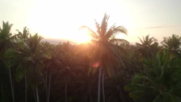 バリインドネシア太陽の光とヤシの木熱帯雨林熱帯の楽園日没時 — ストック動画
