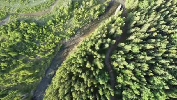 Dritto Giù Drone Shot Dei Sentieri Escursionistici Nella Foresta Verde — Video Stock