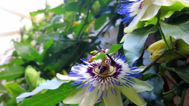 Closeup Bee Sits Purple Passion Flower Gathering Extracting Nectar Handheld — Video