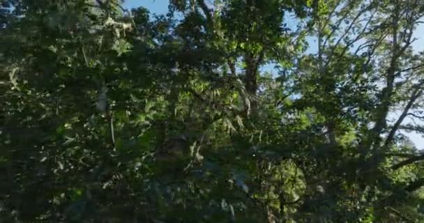 Güney Washington Eyaletinde Ağaçların Manzaralı Insansız Hava Aracı — Stok video
