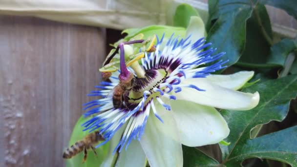 Büyük Arı Küçük Arıyı Tutku Çiçeğinden Uzaklaştırıyor Savaşan Arılar Yakın — Stok video
