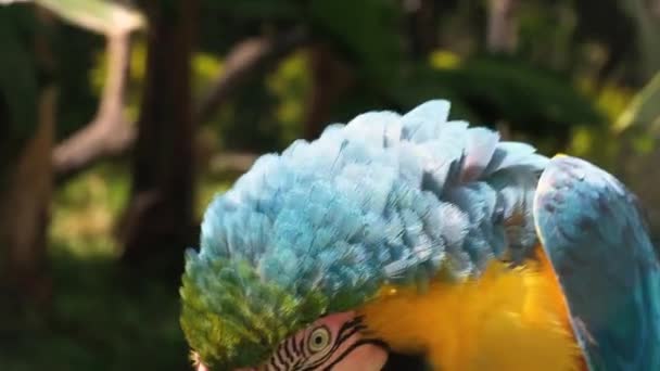 Güney Amerika Dan Renkli Papağan — Stok video