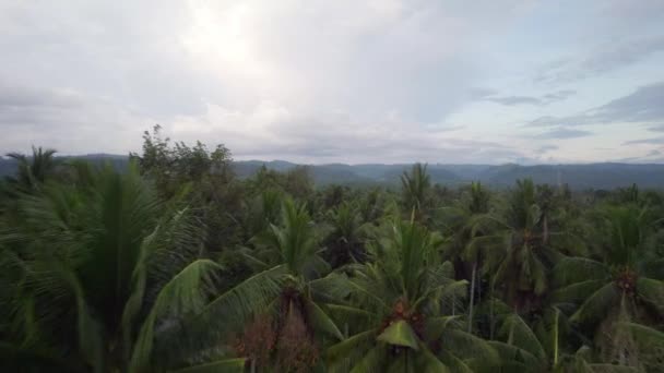 低空飞行在热带雨林的棕榈树丛林中 — 图库视频影像