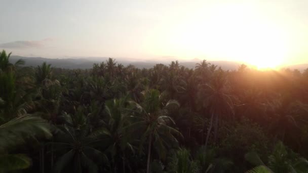 Індонезія Вид Повітряний Захід Сонця Тропічних Пальмових Лісів — стокове відео