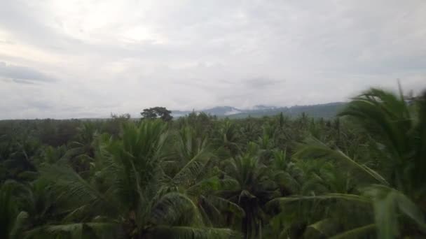 バリ島のジャングルと山の風景の空中ヤシの木インドネシア熱帯の楽園 — ストック動画