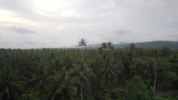 巴利岛印度尼西亚小传统村庄的无人驾驶飞机飞越绿色自然丛林景观 — 图库视频影像