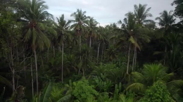Vista Aérea Selva Verde Profunda Selva Tropical Palmera Vegetación Bali — Vídeo de stock