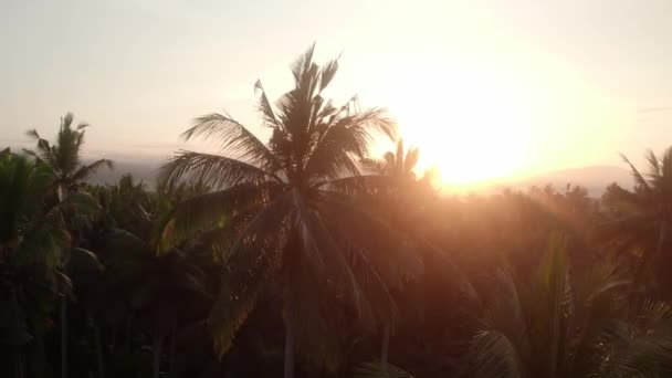 Aerial Close Palm Tree Sunray Sunset Tropical Rainforest Bali Island — Stock Video