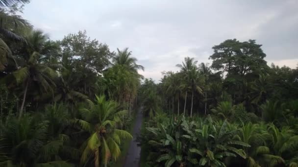 Drönare Flyga Ovanför Djup Naturlig Grön Djungel Palm Vegetation Bali — Stockvideo