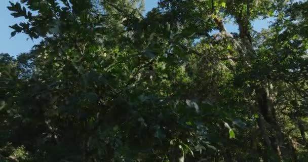 Drone Aerial Orbiting Oak Tree Leaves Southern Washington State Shot — Stock Video