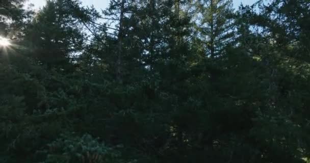 Drone Κεραία Του Γραφικού Των Δέντρων Τον Ήλιο Κρυφοκοιτάζοντας Μέσα — Αρχείο Βίντεο