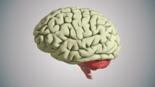 ホワイトを背景にした3D脳モデルのシームレスなループ — ストック動画