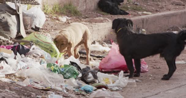 Две Уличные Собаки Едят Мусор Куско — стоковое видео