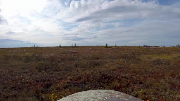 Canadese Subarctische Permafrost Tijd Verstrijken Zomer Buurt Van Churchill Manitoba — Stockvideo
