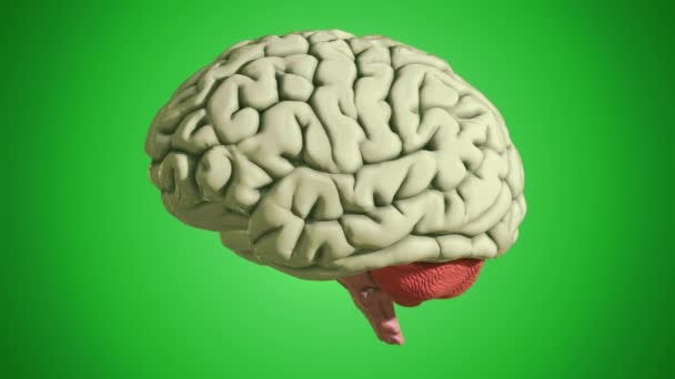 グリーンを背景にした3D脳モデルのシームレスなループ — ストック動画