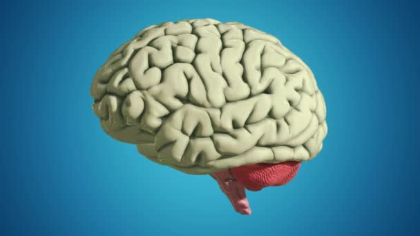 Безшовна Петля Моделі Мозку Синьому Фоні — стокове відео