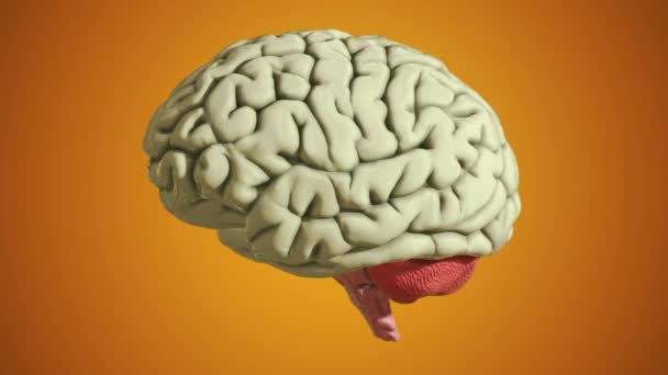Seamless Loop Brain Model Orange Background — Stock Video