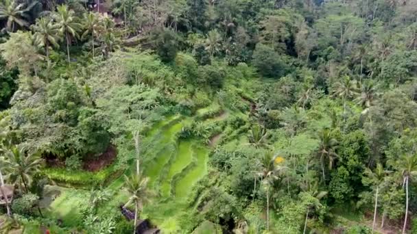 バリ島の熱帯林に囲まれたウブド棚田 空中風景 — ストック動画
