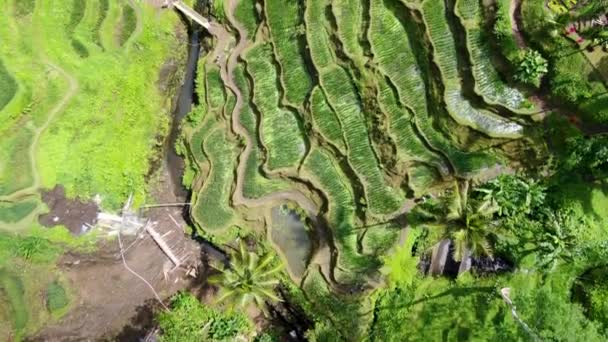 Εικονική Ταράτσες Ρυζιού Ubud Μπαλί Κεραία Πάνω Προς Κάτω Άποψη — Αρχείο Βίντεο