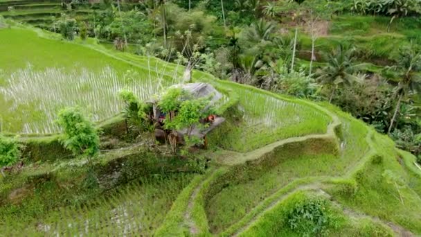 Malý Dřevěný Domek Vrcholu Rýžové Terasy Bali Letecký Výhled Oběžnou — Stock video