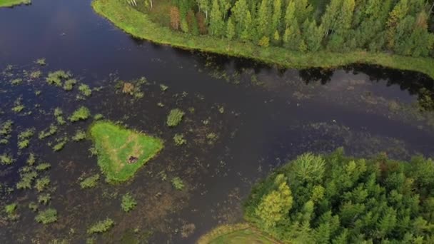 Εναέρια Προς Κάτω Αποκαλύπτοντας Νησί Δέντρα Μικρή Λίμνη Στη Λετονία — Αρχείο Βίντεο