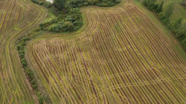 Harvested Field Tractor Tire Tracks Aerial Overhead View — Stock Video