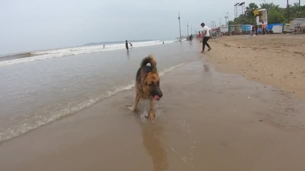 Γερμανικό Τσοπανόσκυλο Τρέχει Στην Παραλία Κυνηγώντας Τους Ιδιοκτήτες Τους Κατοικίδιο — Αρχείο Βίντεο