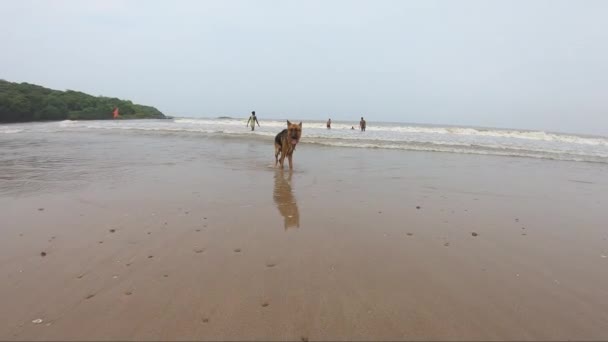 Schæferhund Stranden Videoer Dyremagasiner – stockvideo