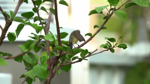 野生の女性のオリーブに裏打ちされたサンバード 枝の上に立つネタリニア ジュグラリス ボケに対して落ちる前に羽を初演し 身づくろい背景 選択的フォーカスハンドヘルドモーションショット — ストック動画