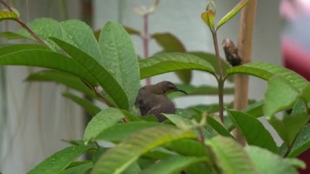 Weiblicher Olivgrüner Sonnenvogel Nektarinia Jugularis Badet Nach Der Gartenarbeit Mit — Stockvideo