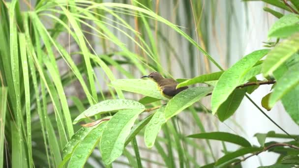 귀여운 올리브등 태양새 암컷을 리니아 라리스는 아래로 곡선을 그리며 나뭇잎에 — 비디오