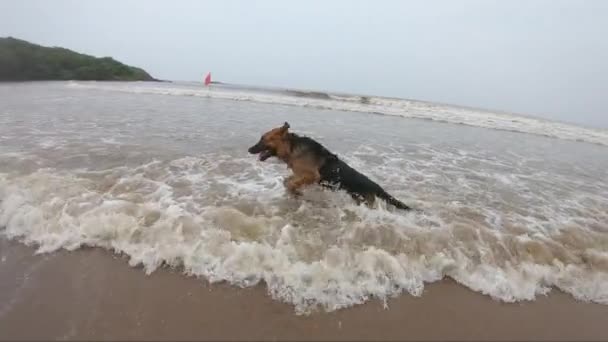 Γερμανικό Τσοπανόσκυλο Στην Παραλία Παίζει Τον Ιδιοκτήτη Του Παίζοντας Κατοικίδιο — Αρχείο Βίντεο