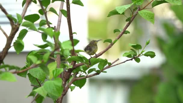 Schneller Kleiner Olivgrüner Sonnenvogel Nektarinien Jugularis Der Auf Einem Ast — Stockvideo