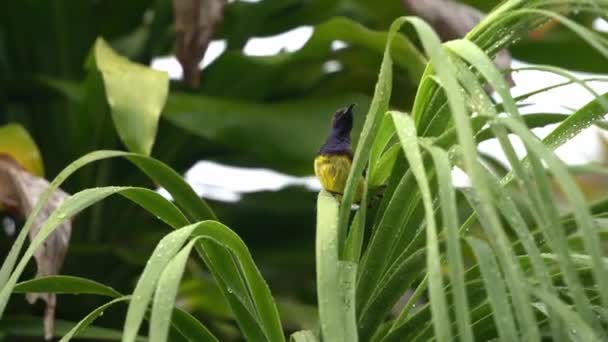Kleiner Männlicher Olivgrüner Sonnenvogel Nektarinien Jugularis Mit Nach Unten Gebogenem — Stockvideo