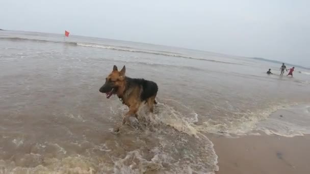 Tysk Herdehund Stranden Leker Med Sin Ägare Videor Våt Och — Stockvideo